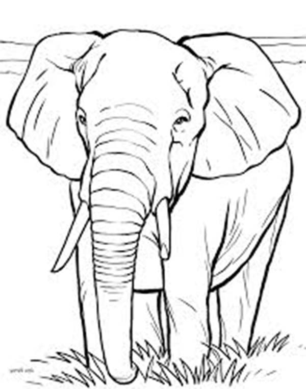 African Elephant Coloring Page 600x763 African Elephant Coloring Page