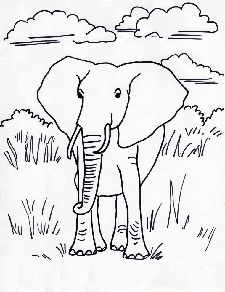 African Elephant Coloring Page 760x985 African Elephant Coloring Page