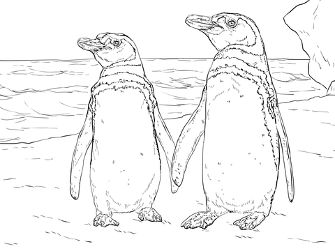 Humboldt Penguin Pair With Her Couple Coloring Page 480x360 Humboldt Penguin Pair With Her Couple Coloring Page