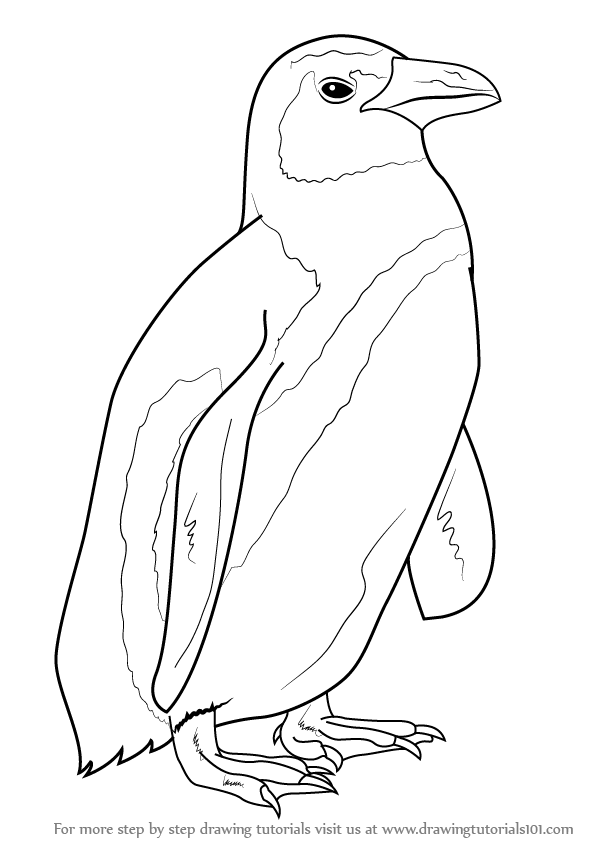 Learn How To Draw An African Penguin (Sea Water Animals) Step By 599x846 Learn How To Draw An African Penguin (Sea Water Animals) Step By