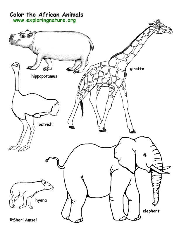 African Animals Coloring Pages Savanna (African) Animals 612x792 African Animals Coloring Pages Savanna (African) Animals