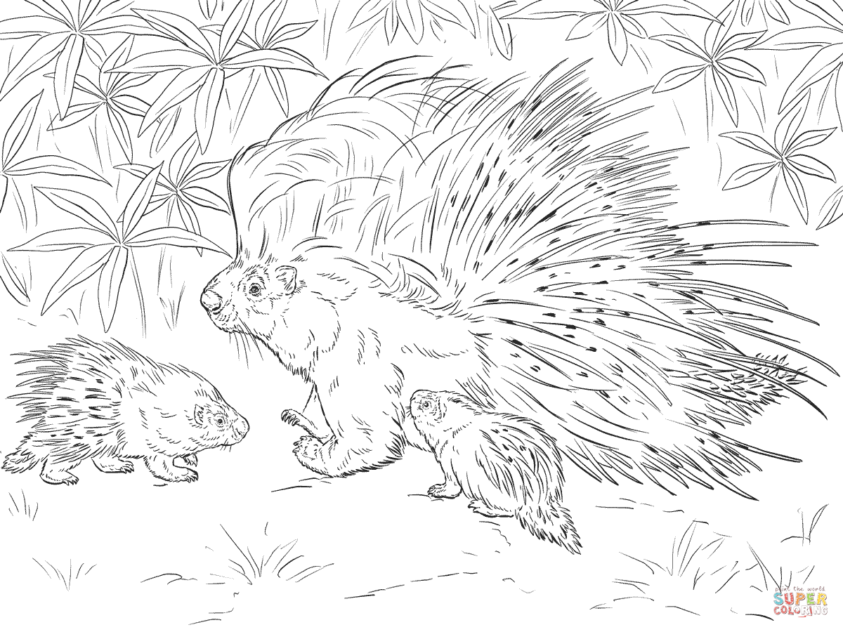 Porcupine Coloring Pages 1200x900 Porcupine Coloring Pages