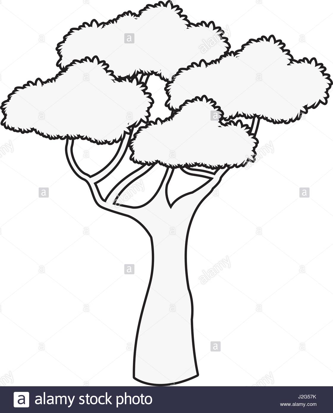 Outline Image Of Tree 1120x1390 Outline Image Of Tree