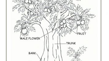 Real Tree Adult Coloring Pages Download Coloring For Kids 2018 355x200 Real Tree Adult Coloring Pages Download Coloring For Kids 2018