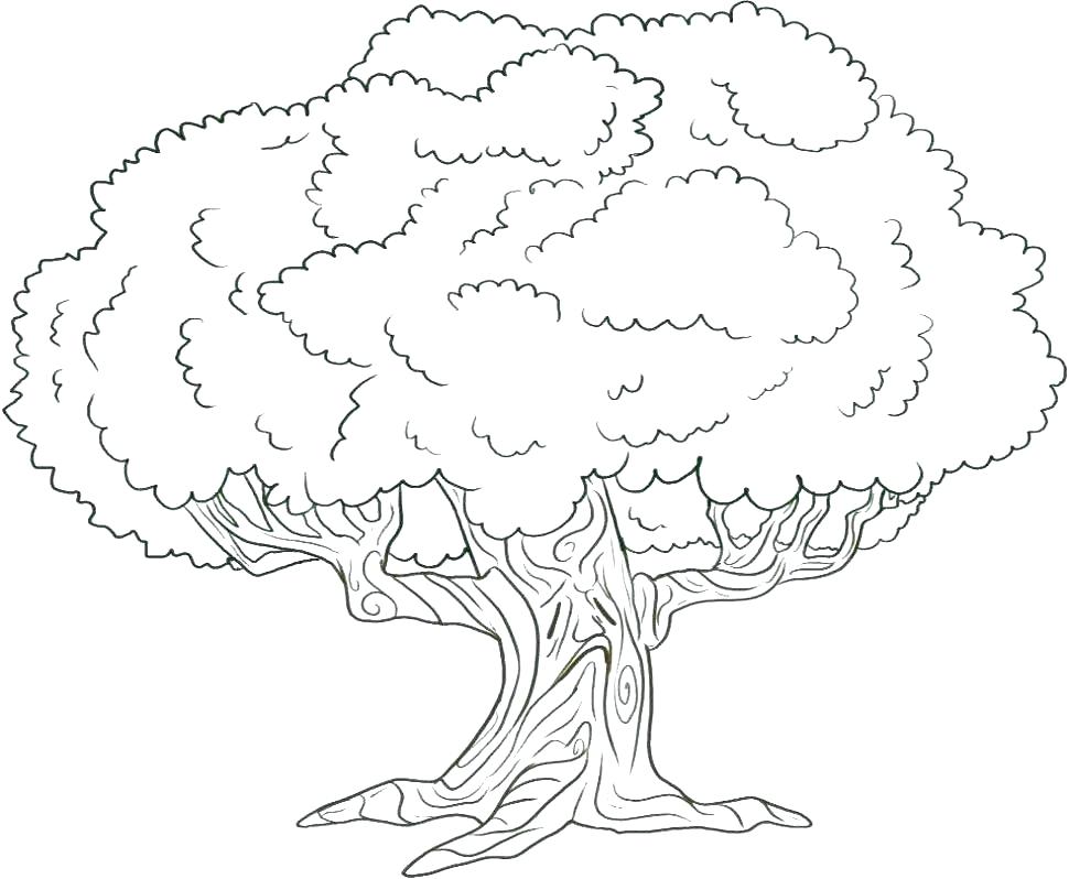 Tree Pictures For Colouring Oak Tree Coloring Page For Kids Color 970x798 Tree Pictures For Colouring Oak Tree Coloring Page For Kids Color