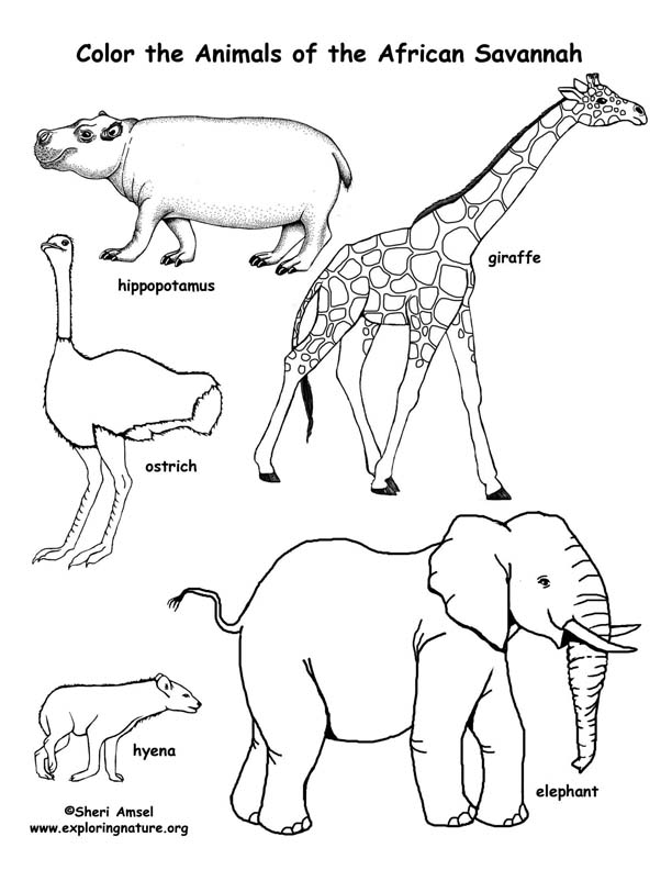 African Animals Coloring Pages 612x792 African Animals Coloring Pages