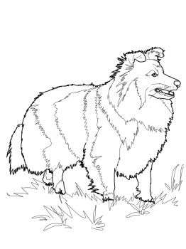 Akita Coloring Pages