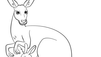 355x200 American Akita Coloring Pages Printable Coloring For Kids 2018