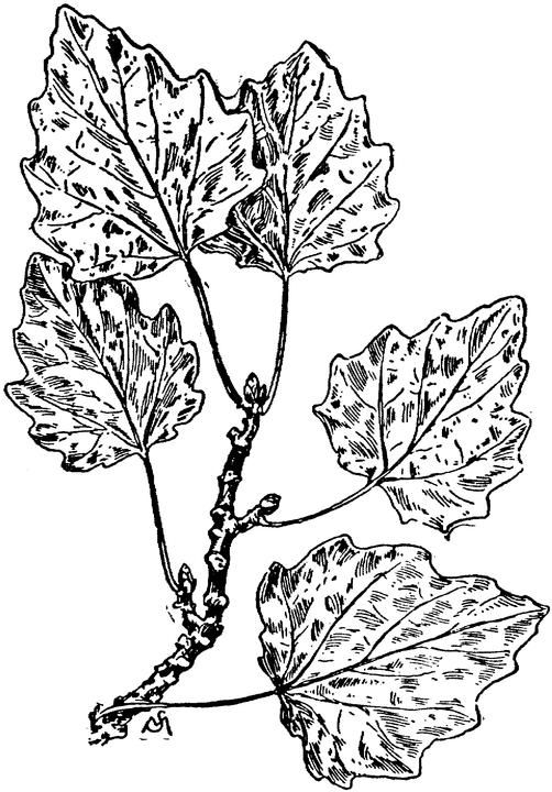 Parte De Arbol De Alamo Dibujos Para Colorear.jpg 502x720 Parte De Arbol De Alamo Dibujos Para Colorear.jpg