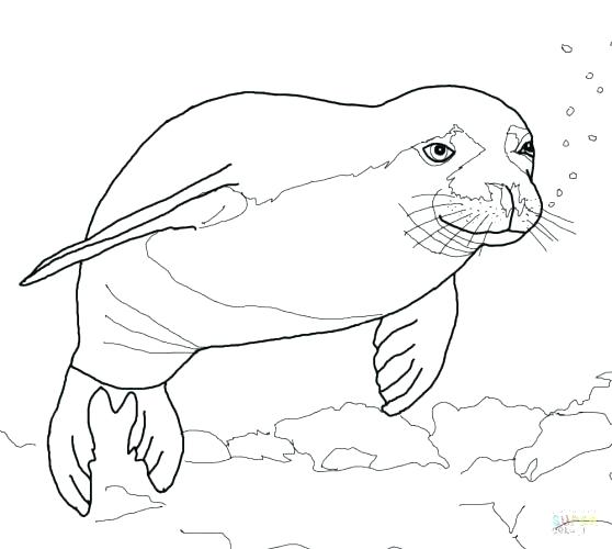 558x500 Alaska Coloring Pages Coloring Page Coloring Pages Elegant