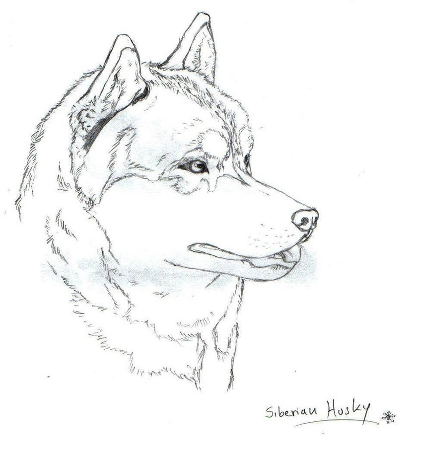 850x940 Husky Or Malamute Dog Cartoon For Coloring Vector Free Printable