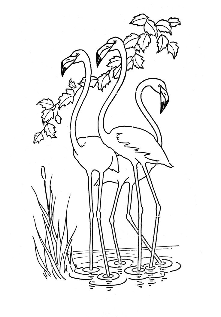 Albatross Coloring Page