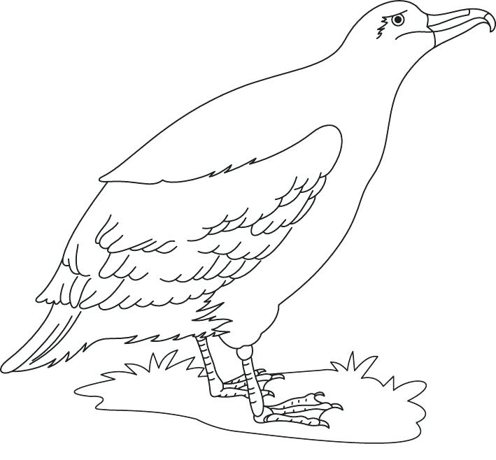 709x658 Cute Bird Coloring Pages A Cute Albatross Bird Coloring Page Cute
