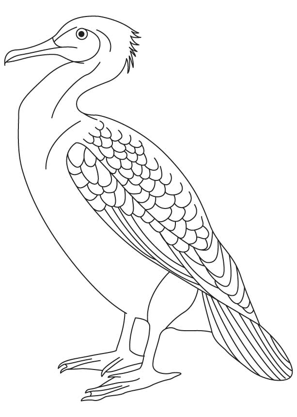 613x860 Little Pied Cormorant Coloring Page Download Free Little Pied