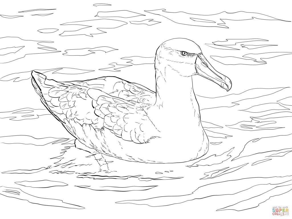 1024x768 Shy Albatross Or Shy Mollymawk For Coloring Page
