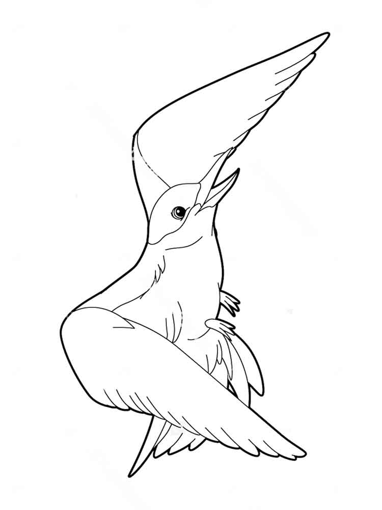 750x1000 Albatross Coloring Pages. Download And Print Albatross Coloring Pages
