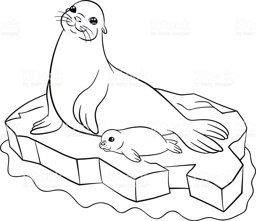 1024x883 Baby Seal Coloring Pages Good Cute Albatross Stock Fresh Albatross
