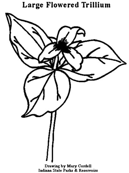 412x550 Dnr Coloring Pages
