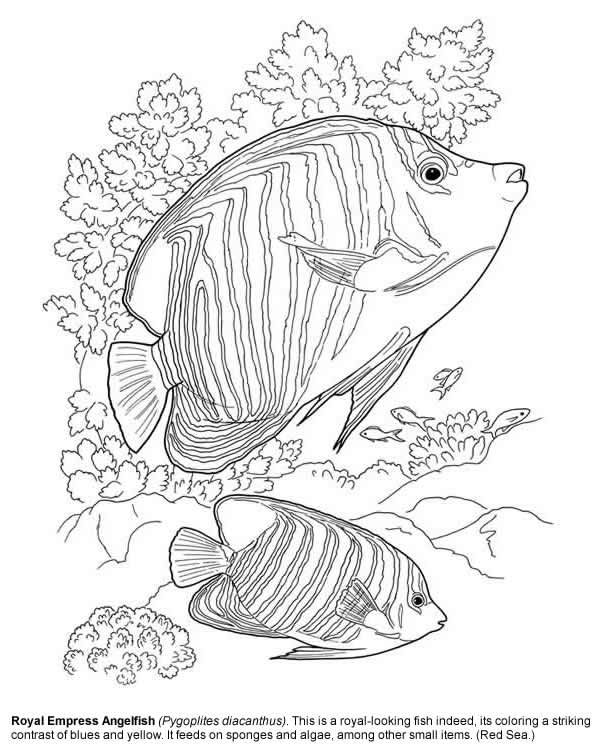 600x750 From The Big Book Of Sea Life