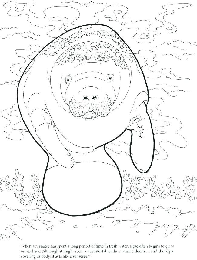 650x856 Manatee Coloring Page Manatee Coloring Pages Manatee Coloring