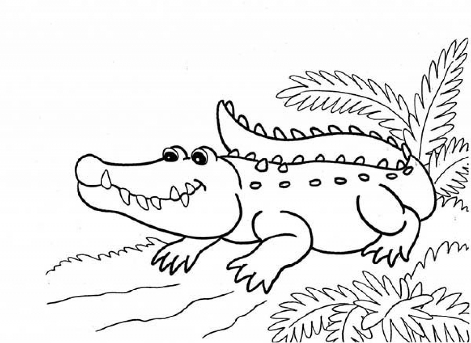 960x699 Alligators Coloring Page Free Alligator Coloring Pages Coloring