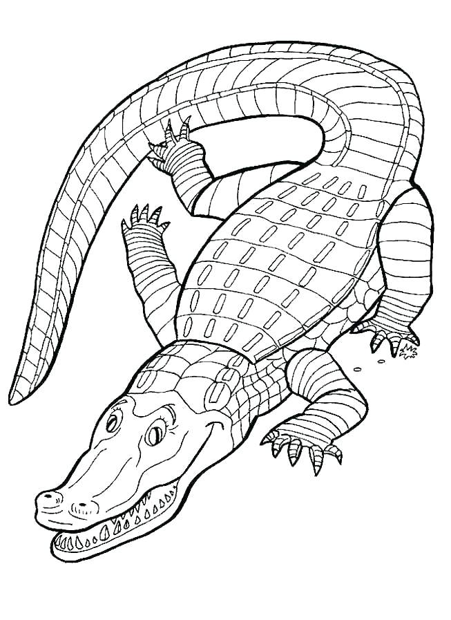 653x897 Coloring Pages Cute Alligator Coloring Pages Reptiles Coloring