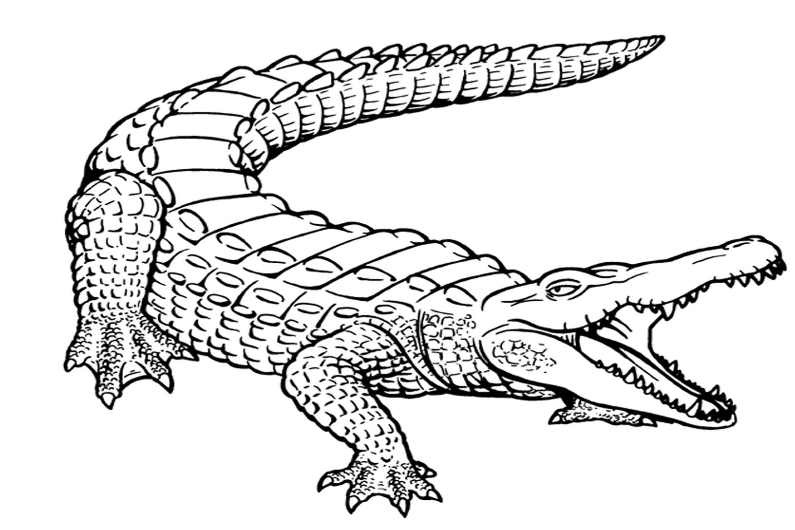 1632x1087 Skill American Alligator Coloring Page Free Pr