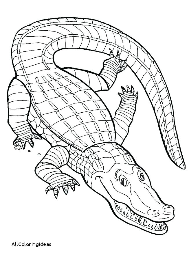 Alligator Coloring Pages at GetColorings.com | Free printable colorings ...