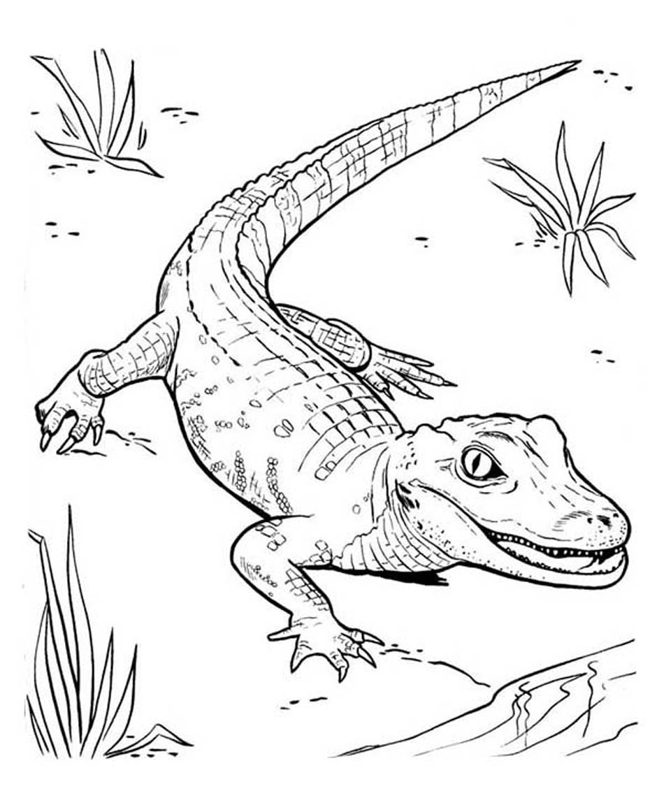 950x1162 Weird American Alligator Coloring Page Drawing At Getdrawings Com