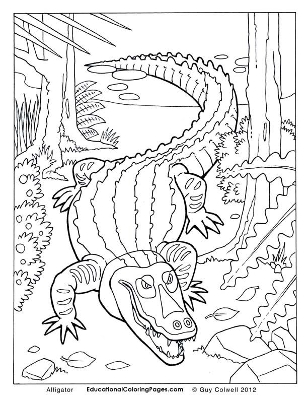 612x792 Alligator Coloring Pages, Alligator Colouring Pages