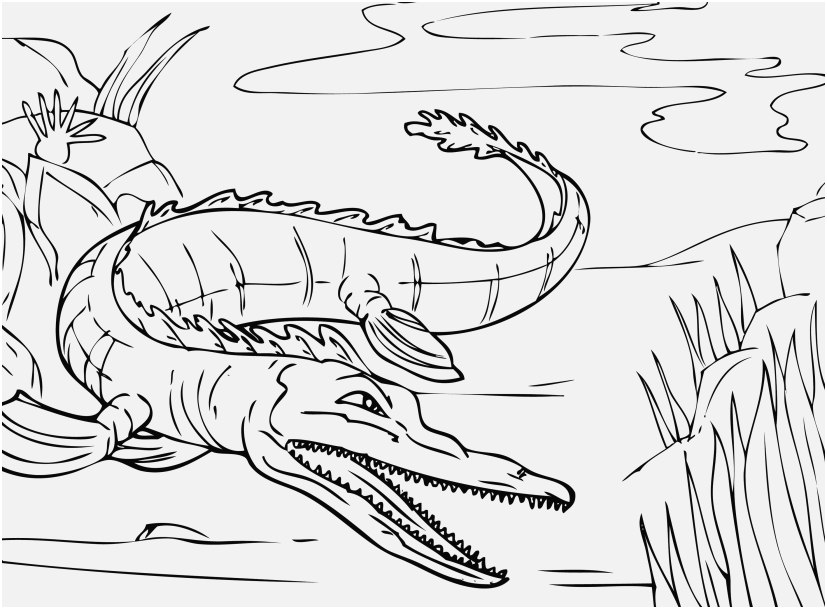 827x609 Alligator Coloring Pages Stock Alligator Coloring Pages