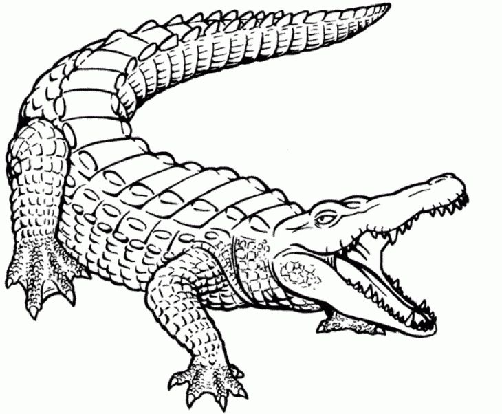 730x602 Realistic Crocodile Coloring Page Free Printable Animal Coloring