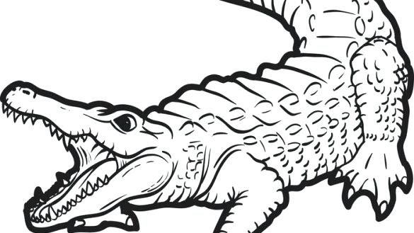 Alligator Printable Coloring Pages at GetColorings.com | Free printable ...