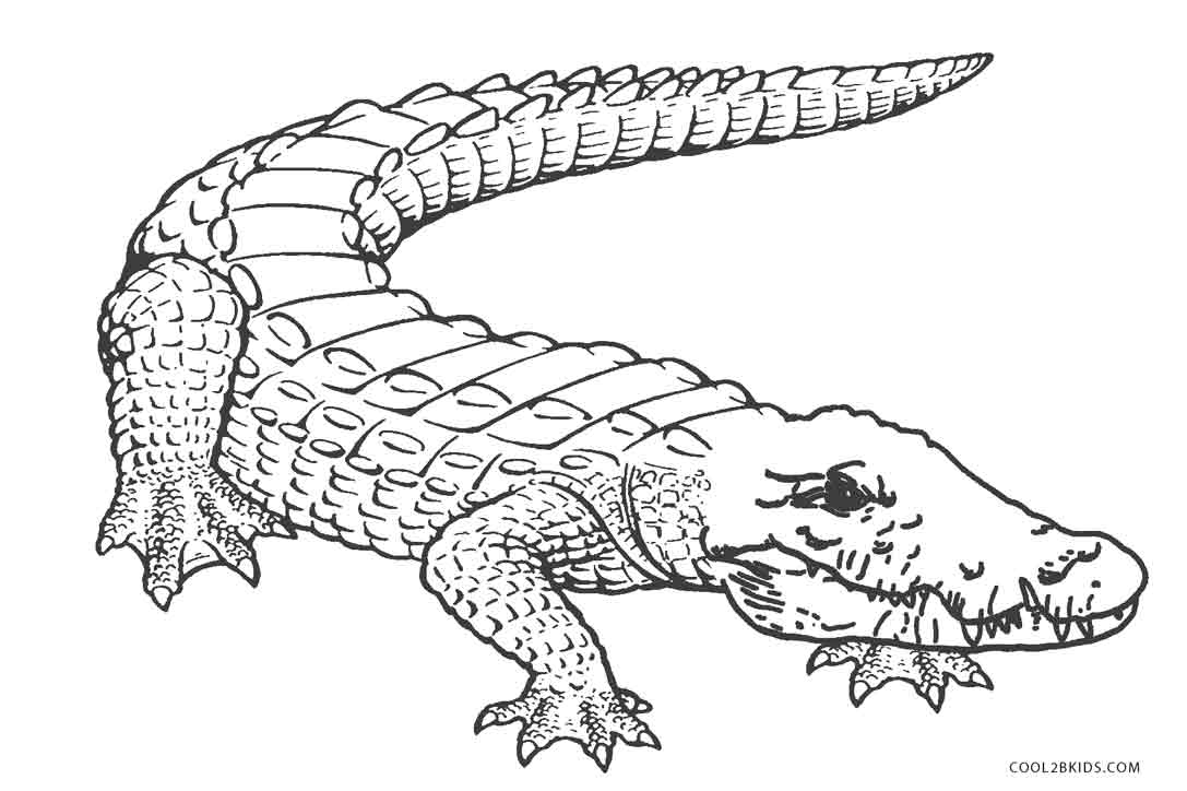 1087x724 The Truth About Alligator Pictures To Color Fr