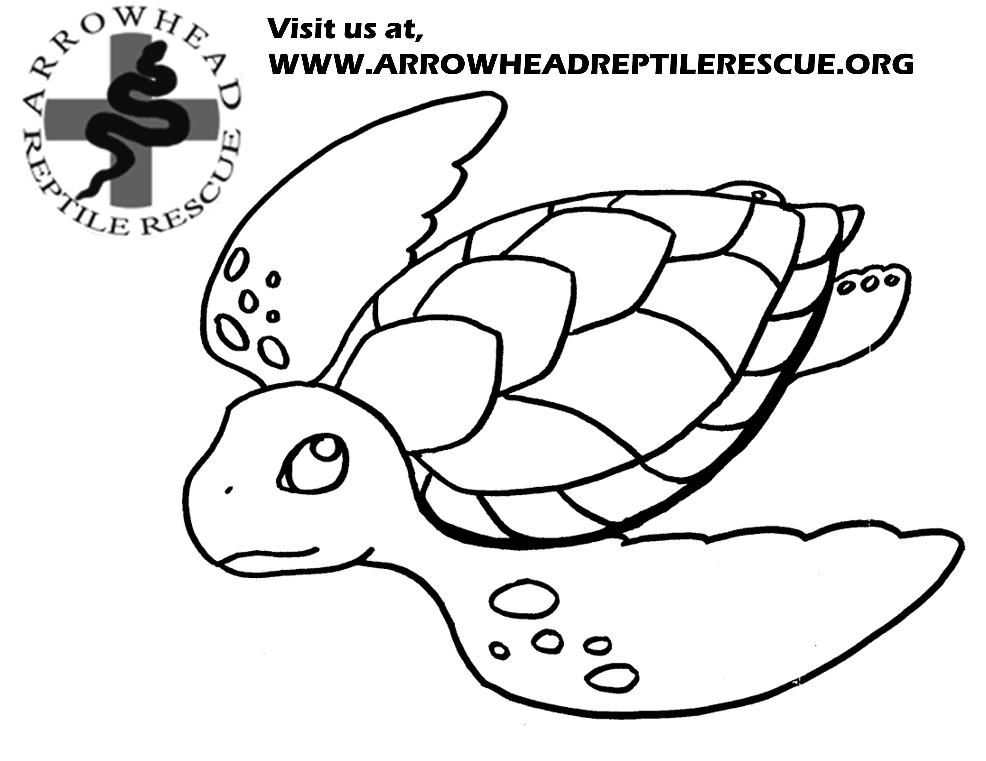 Drawn Turtle Snapping Turtle Many Interesting Cliparts 3300x2550 Drawn Turtle Snapping Turtle Many Interesting Cliparts