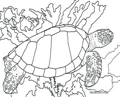 Green Sea Turtle Coloring Page Sea Turtle Coloring Page Green Sea 400x322 Green Sea Turtle Coloring Page Sea Turtle Coloring Page Green Sea