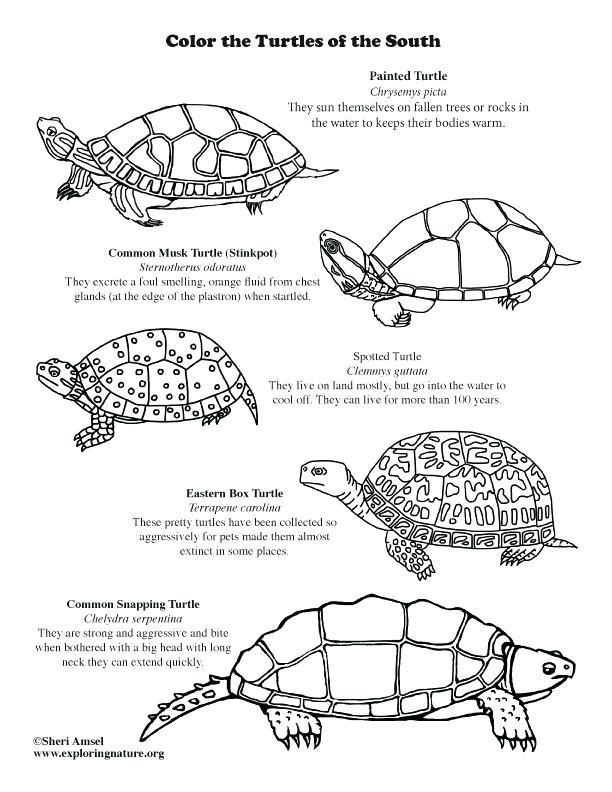 Painted Turtle Coloring Page Coloring Pages For Kids Cars 612x792 Painted Turtle Coloring Page Coloring Pages For Kids Cars
