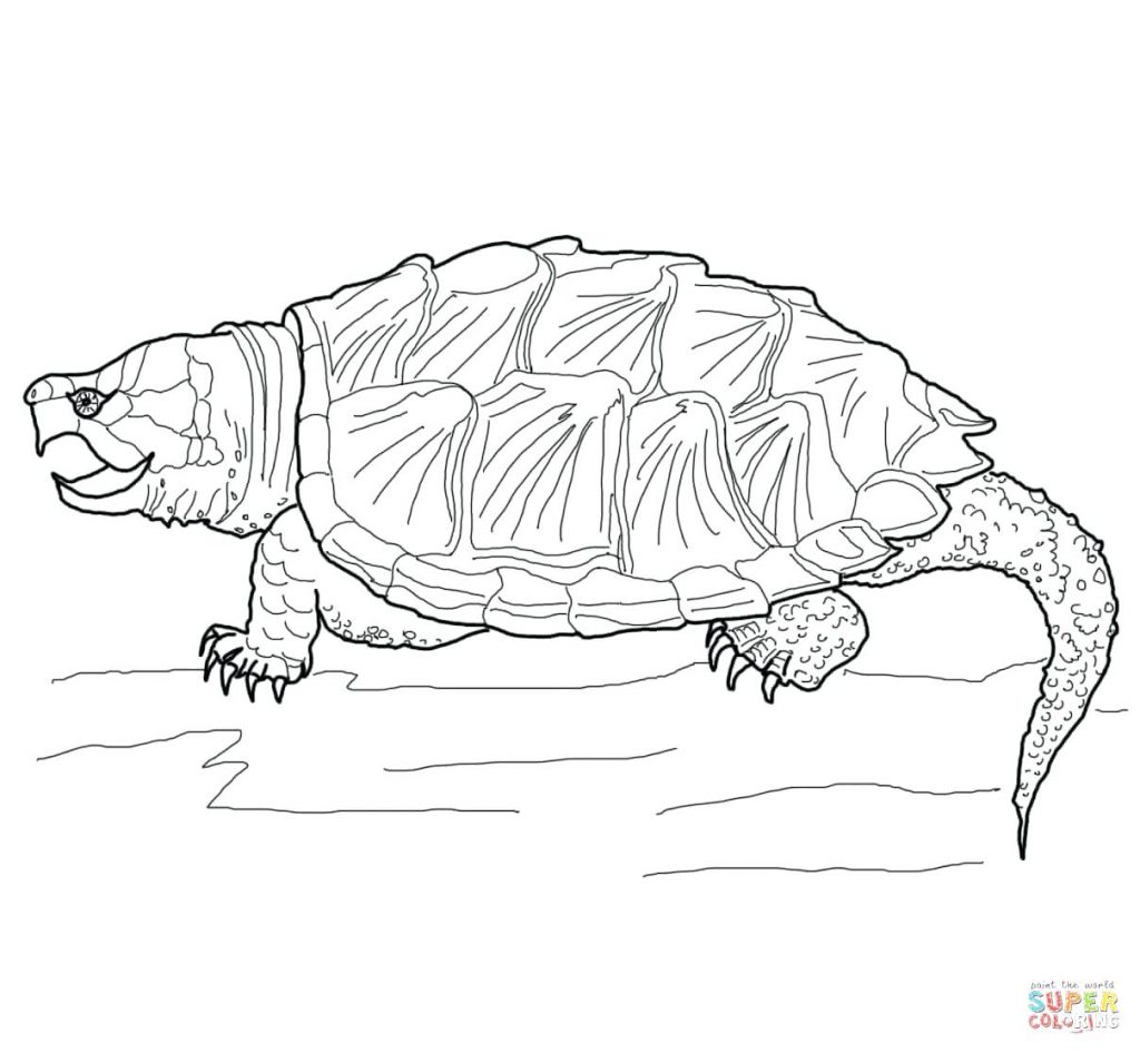 Coloring Page Turtles Coloring Pages. Cartoon Sea Turtle Coloring 1024x946 Coloring Page Turtles Coloring Pages. Cartoon Sea Turtle Coloring