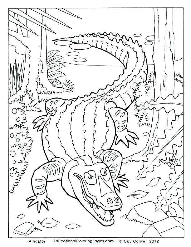 Alligator Coloring Pages Alligator Snapping Turtle Coloring Pages 612x792 Alligator Coloring Pages Alligator Snapping Turtle Coloring Pages