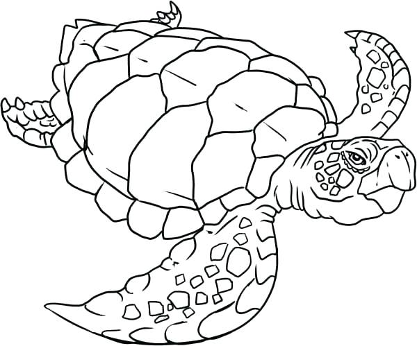 Coloring Page Of A Turtle Turtle Color Sheet Old Sea Turtle 600x499 Coloring Page Of A Turtle Turtle Color Sheet Old Sea Turtle