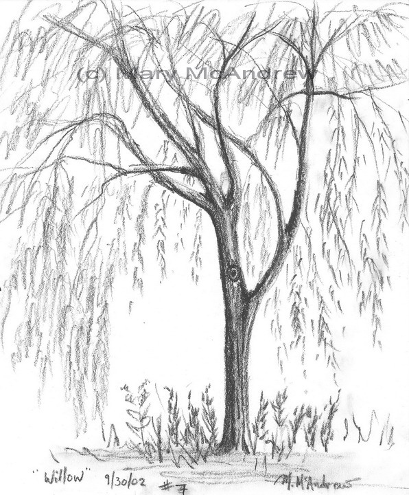 596x720 Weeping Willow Coloring Pages