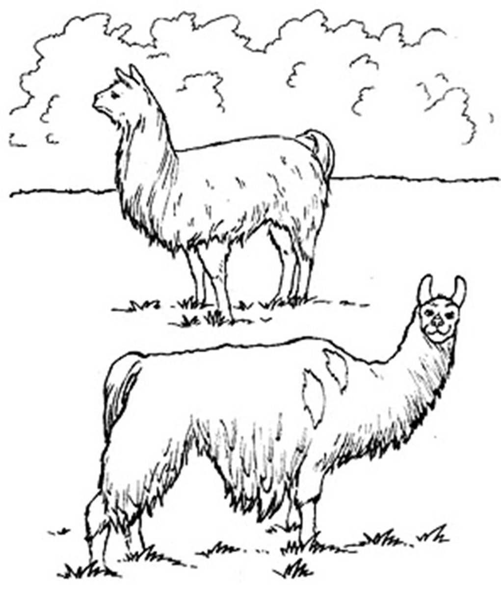 1021x1200 Alpaca Coloring Pages Llamand Printablenimals Is Your Mama