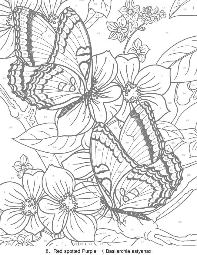 Creative Haven Butterflies Color By Number Coloring Book 650x842 Creative Haven Butterflies Color By Number Coloring Book