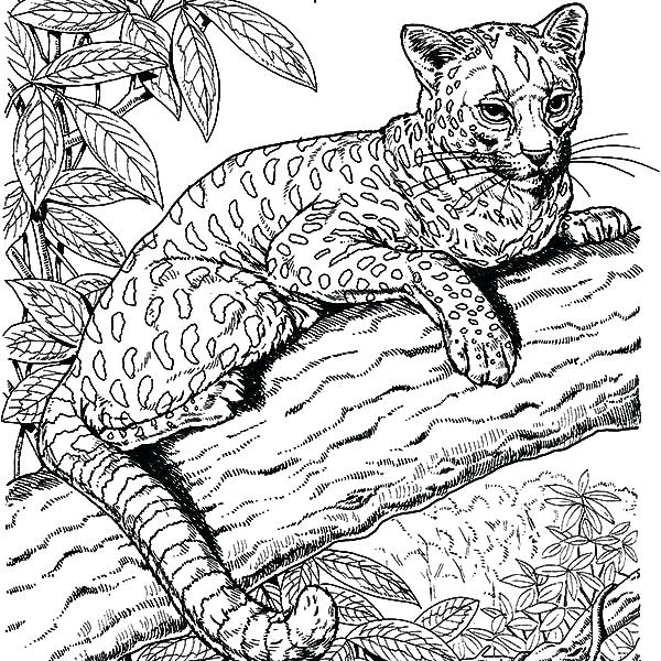 Amazing Coloring Pages Cool Animal Coloring Pages Amazing Coloring 600x600 Amazing Coloring Pages Cool Animal Coloring Pages Amazing Coloring