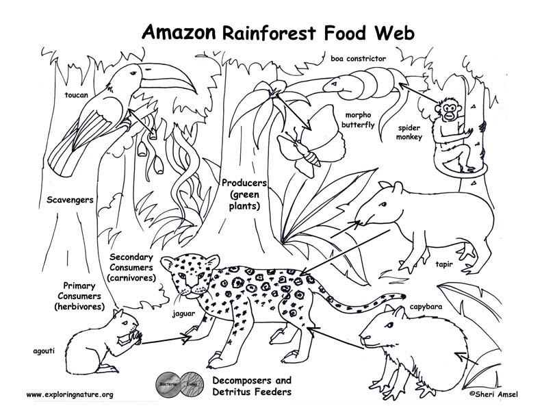 792x612 Amazon Rainforest Food Chain Coloring Page
