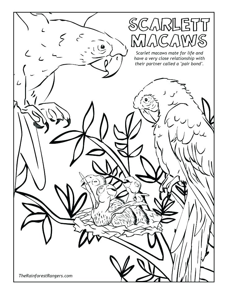 736x952 Rainforest Coloring Page Rain Forest Coloring Pages Tropical