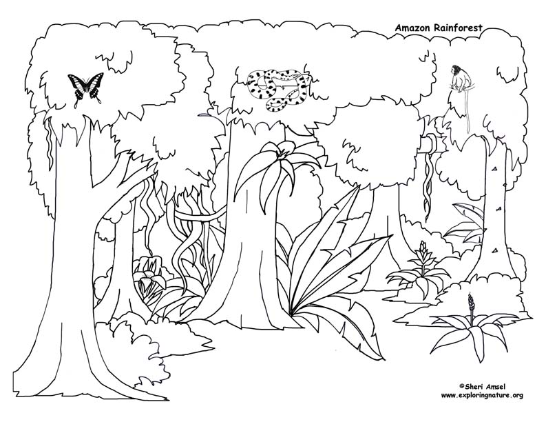 793x612 Amazon Rainforest Animals Coloring Pages