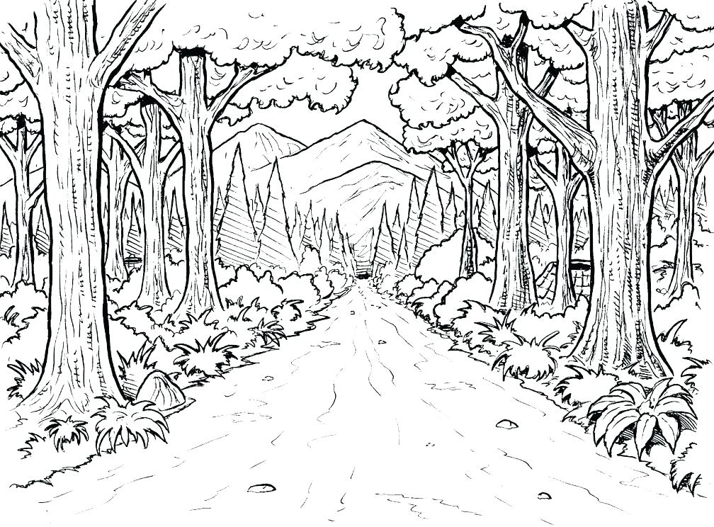 1008x744 Amazon Rainforest Animals Coloring Pages Free Colouring Amazing