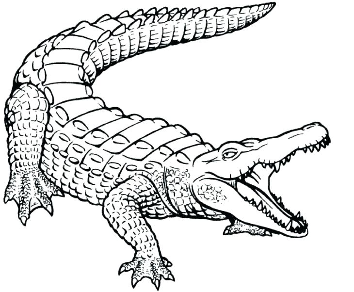 730x602 Alligator Coloring Sheets Alligator Coloring Sheets American