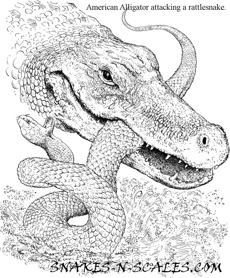 750x909 American Alligator Coloring Page